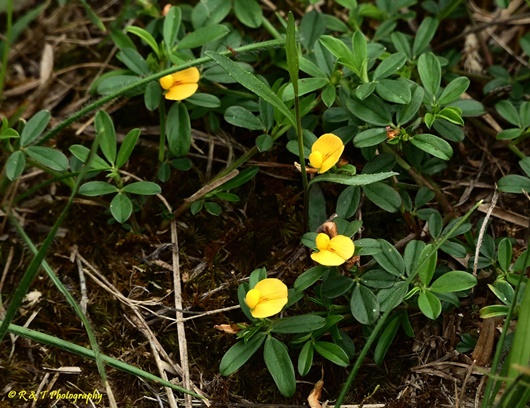 {Stylosanthes biflora}